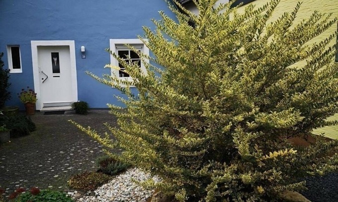 Rachtig House | Vacation home for 3 guests with 50m² in Zeltingen-Rachtig (297834)
