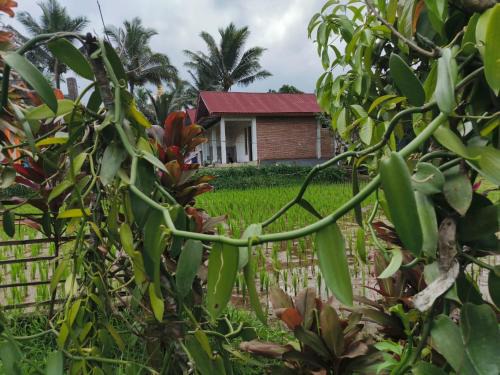 Tetebatu House | Vaniglia House Tetebatu