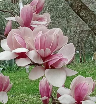 Fivizzano Villa | Villa ENZIANA