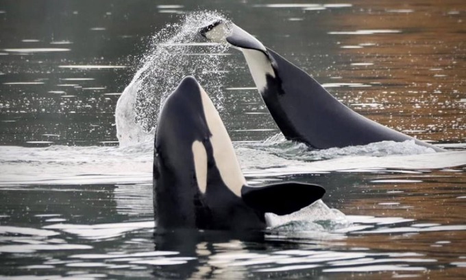 Burley House | Waterfront - On The Beach! Green Cleaned-Pet Friendly