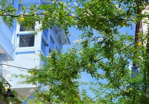 Maison d'Azur Alaçatı