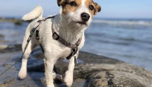 One-Bedroom Holiday Home