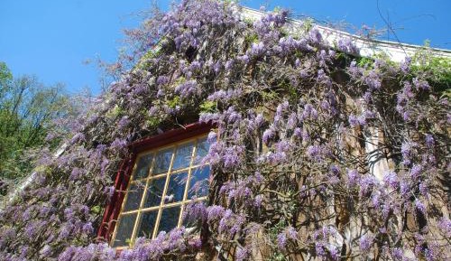 Deluxe Double or Twin Room with Garden View