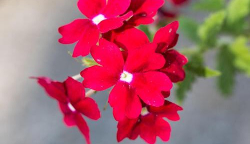 Apartment Bergminze with Balcony