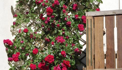 Junior Suite with Balcony