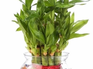 Standard Double Room with Fan