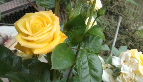 Double or Twin Room with Private Bathroom