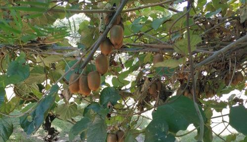 Apartment with Mountain View