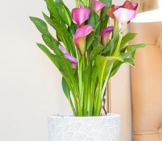 Deluxe Twin Room  with Kitchenette