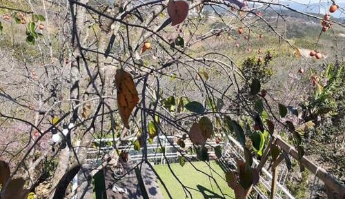 Standard Single Room with Mountain View