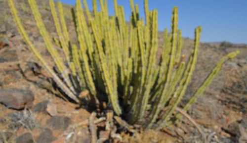 Empty Lot No.3 -  llXhauxas