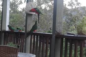Canungra House | Pearl of Contentment Retreat- whole guest house