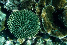 Kudahuvadhoo Bed & Breakfast | Feeni Inn, Dh. Kudahuvadho / Maldives