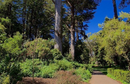 Cole Valley Hotel | Stanyan Park Hotel