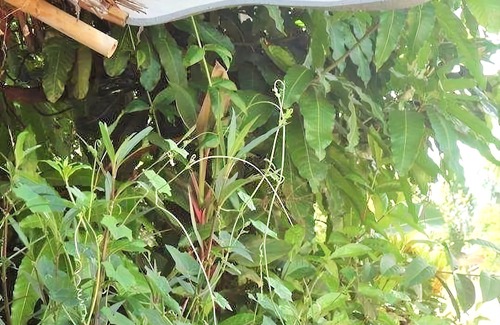 Sangkhla Buri Hotel | Grandma's Home Sangkhlaburi