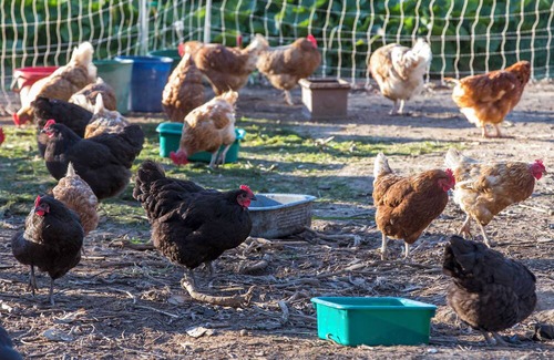 Metcalfe House | Unwind in a cosy bungalow in the midst of our organic permaculture mini-farm.