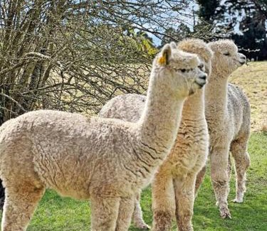 Romsey House | 'Hawthorn Park' Farm Homestead in Macedon Ranges