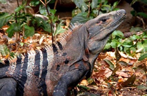 Puntarenas Hotel | Oceano