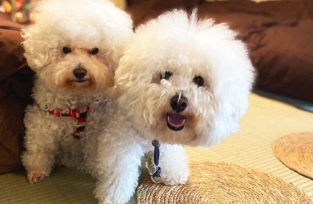 THE CABIN Kamakura Kamakura areaRelaxing retro / Kamakura Kanagawa